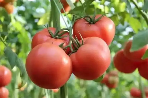 细节介绍