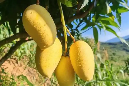 细节呈现