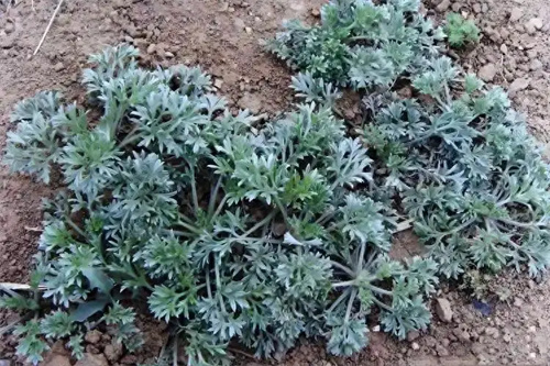 详细介绍