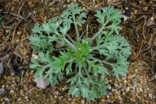 细节介绍